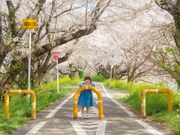 桜の道で、君の笑顔が咲く